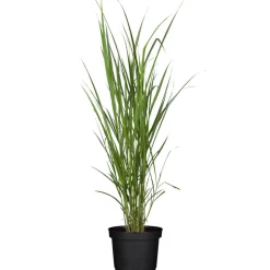Riesen-Chinaschilf 19 cm Topf
