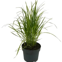Riesen-Pfeifengras 'Karl Foerster' 19 cm Topf