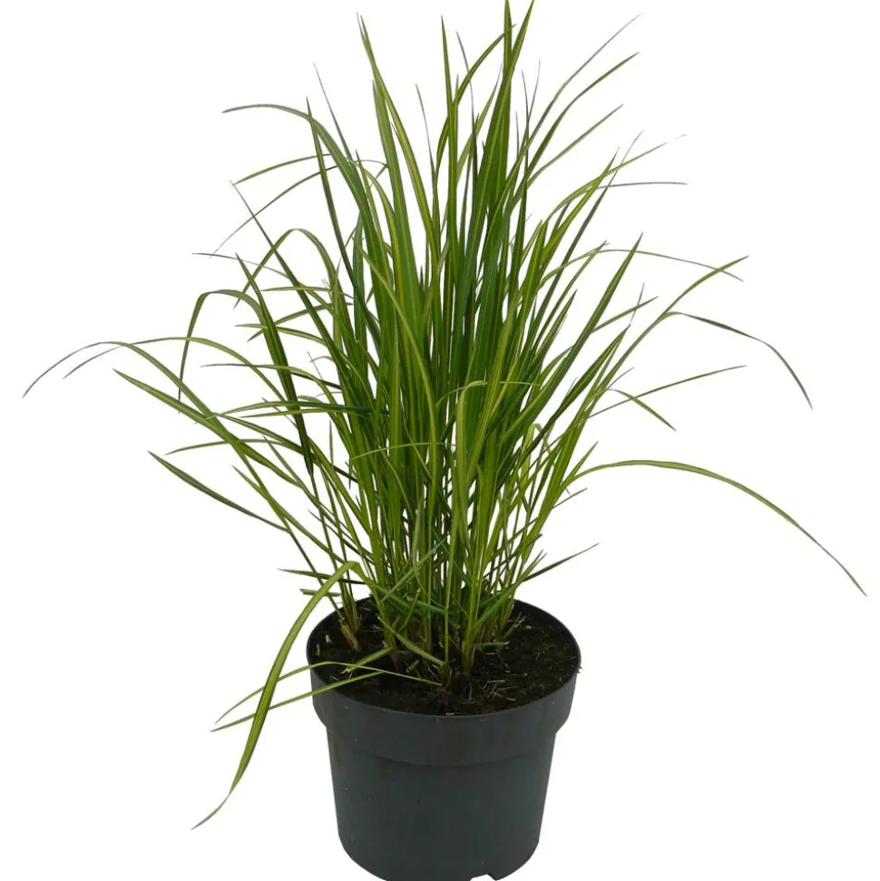 Riesen-Pfeifengras 'Karl Foerster' 19 cm Topf