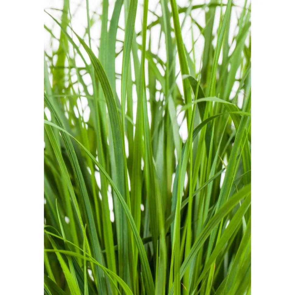 Riesen-Pfeifengras 'Karl Foerster' 19 cm Topf