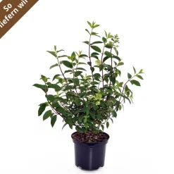 Rispenhortensie 