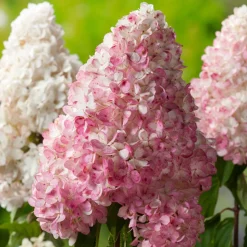 Rispenhortensie 