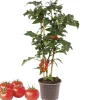 Rispentomate mit Früchten, rot, 14 cm Topf