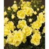 Rose 'Clear Cover® TOWNE & COUNTRY®' 19 cm Topf