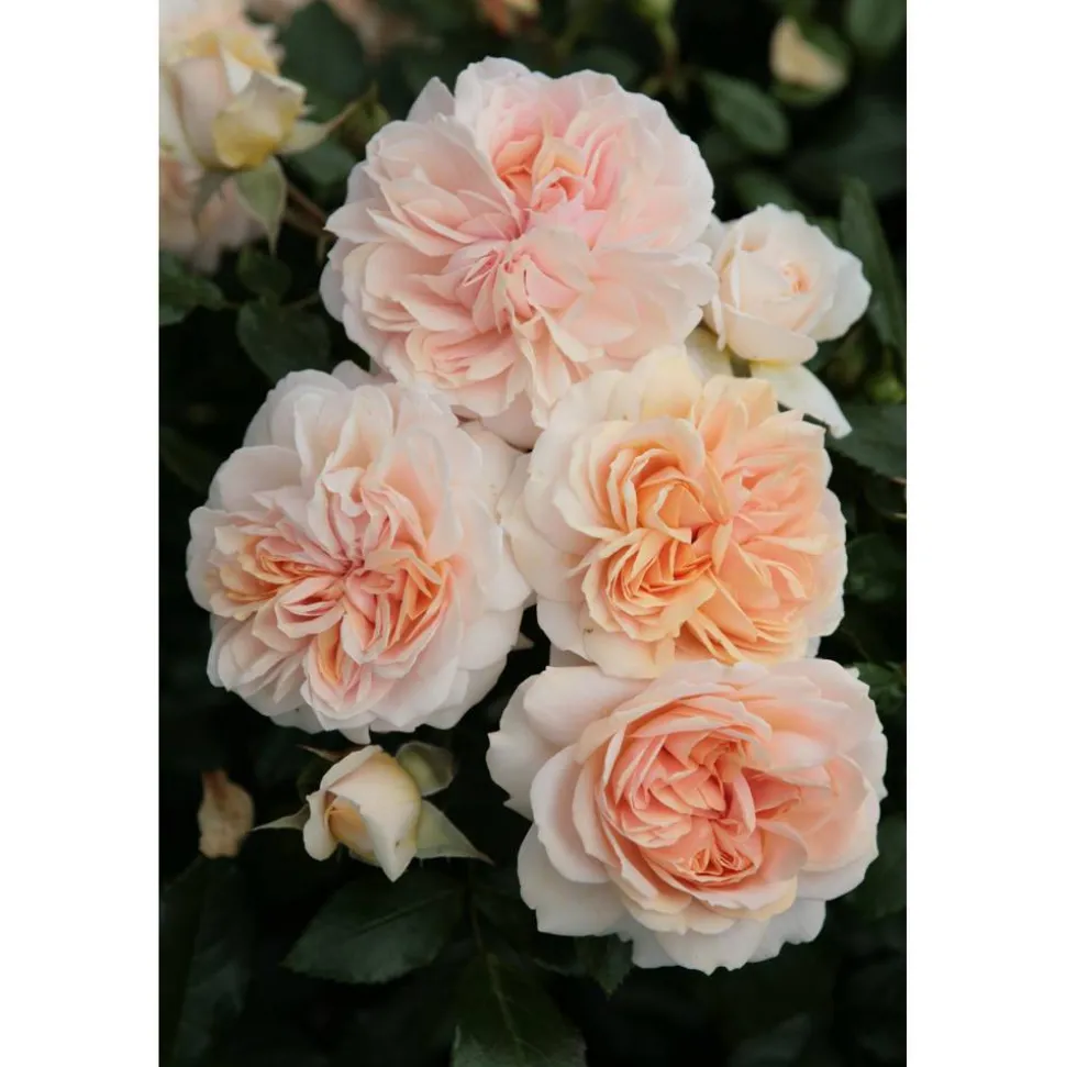 Rose 'Garden of Roses®' Halbstamm, 24 cm Topf
