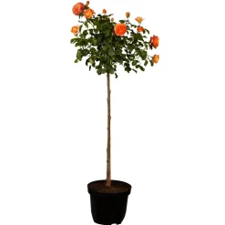 Rose Halbstamm verschiedene Farben 24 cm Topf