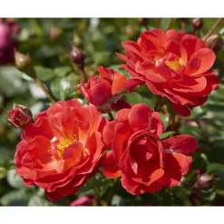 Rose 'Happy Cover® TOWNE & COUNTRY®' 19 cm Topf
