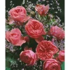 Rose 'Leonardo da Vinci®' Halbstamm, 24 cm Topf