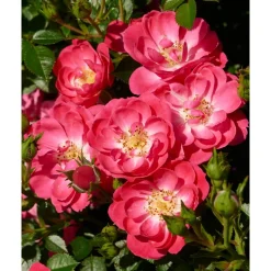 Rose 'Soft Cover® TOWNE & COUNTRY®' 19 cm Topf