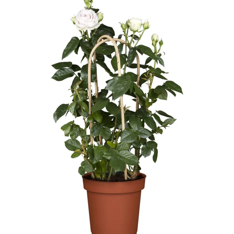 Rosen verschiedene Farben 19 cm Topf