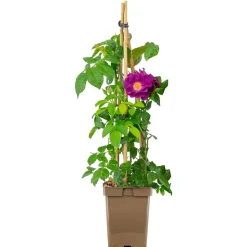 Rosen verschiedene Sorten 23 cm Topf