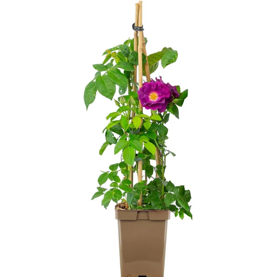 Rosen verschiedene Sorten 23 cm Topf
