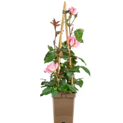 Rosen verschiedene Sorten 23 cm Topf