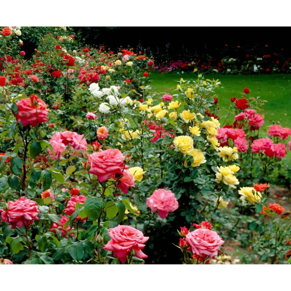 Rosenbusch verschiedene Farben 23 cm Topf