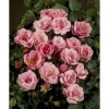 Rosen-Mix Towne & Country® 19 cm Topf