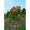 Rosenstämmchen