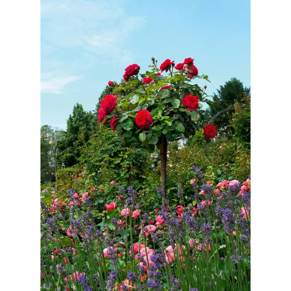 Rosenstämmchen