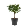 Rosenstämmchen 15 cm Topf