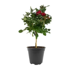 Rosenstämmchen 15 cm Topf