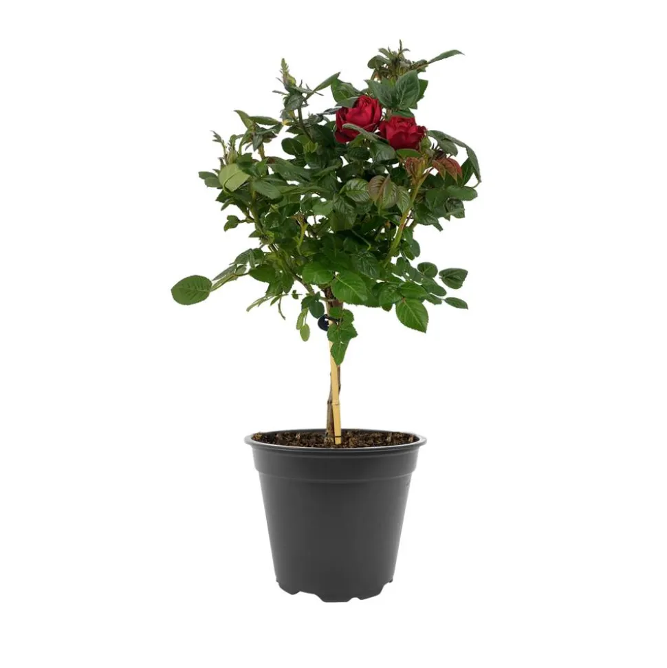 Rosenstämmchen 15 cm Topf