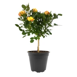 Rosenstämmchen 15 cm Topf