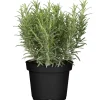 Rosmarin 14 cm Topf