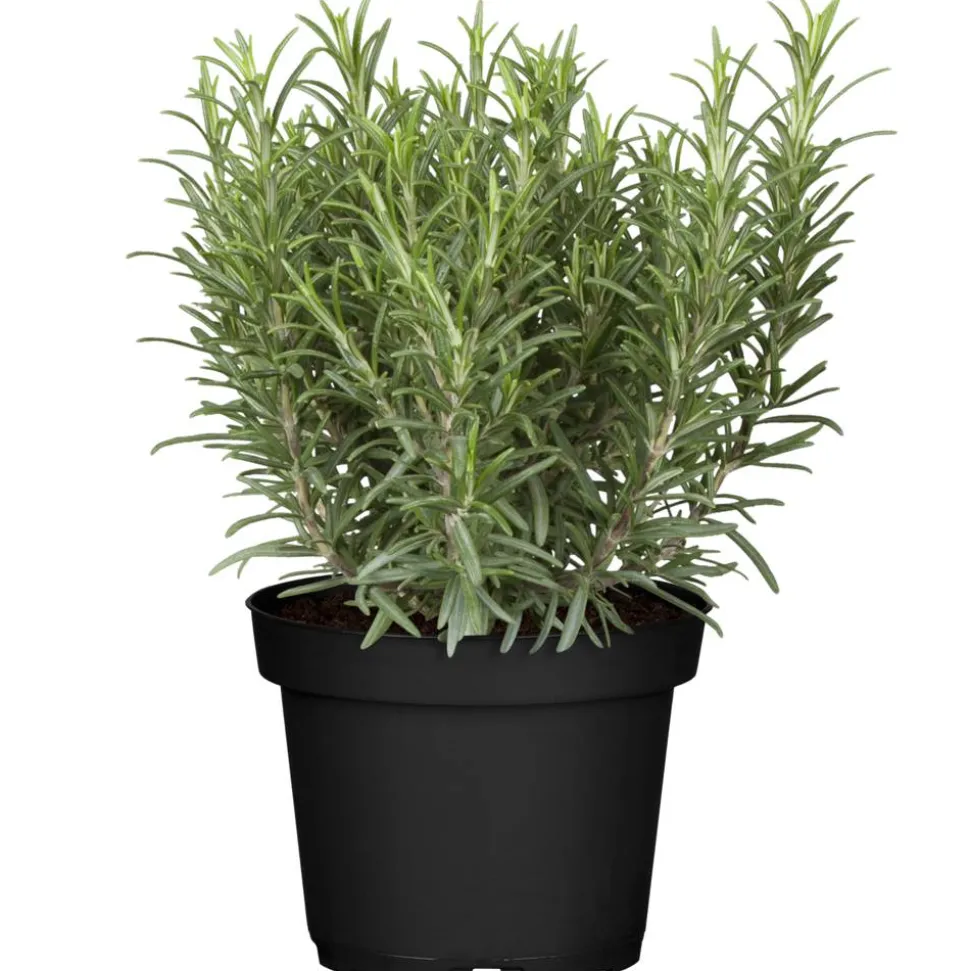 Rosmarin 14 cm Topf