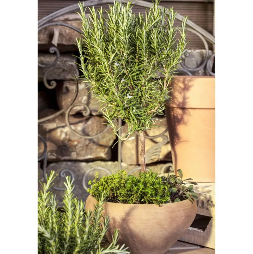 Rosmarin 14 cm Topf
