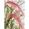 Rotes Lampenputzergras 'Summer Samba' 14 cm Topf