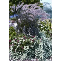Rotes Lampenputzergras 'Summer Samba' 14 cm Topf