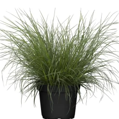 Rubingras 19 cm Topf
