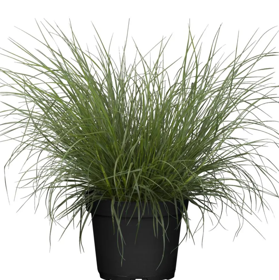 Rubingras 19 cm Topf