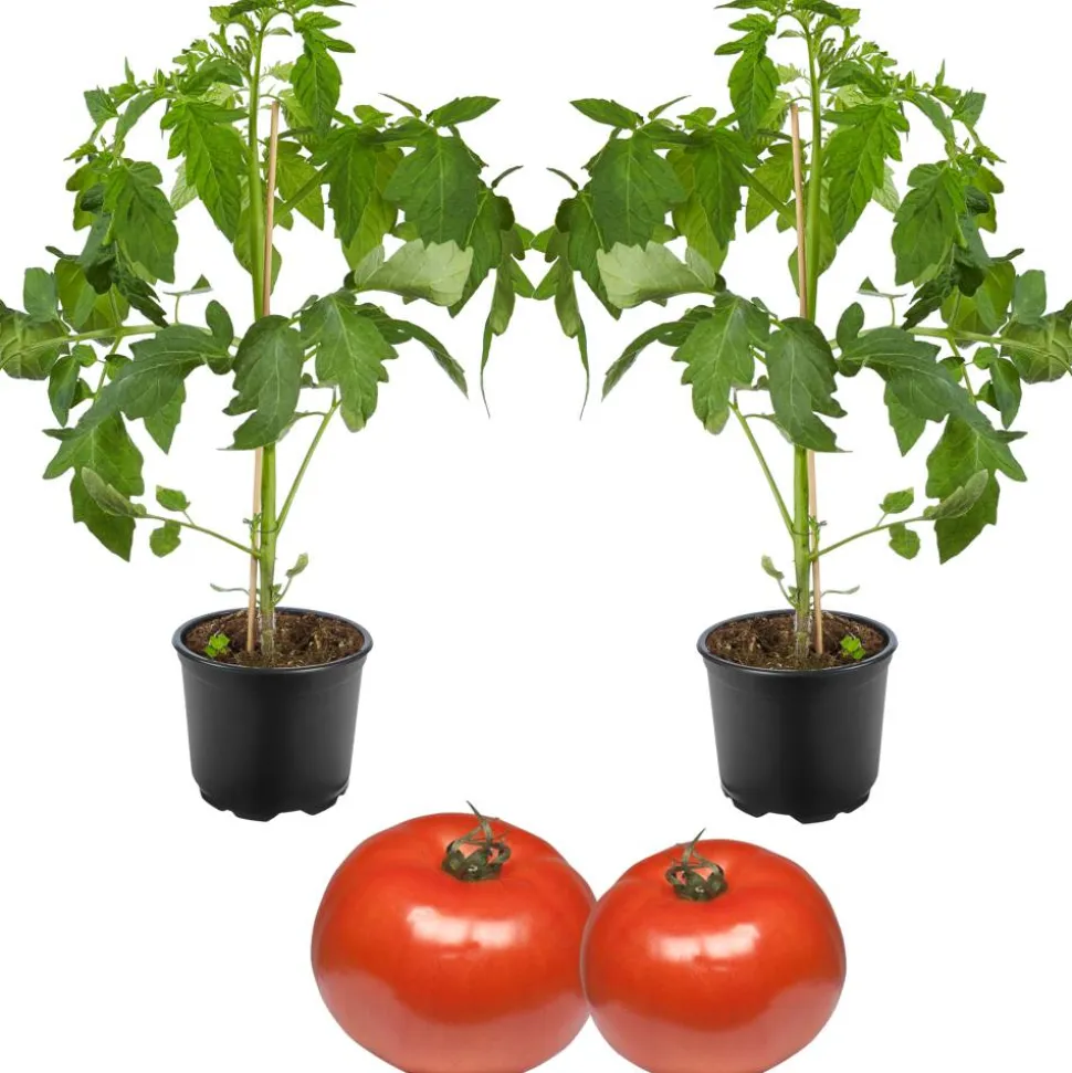 Runde Geschmackstomate 'Campos®' 12 cm Topf, 2er-Set