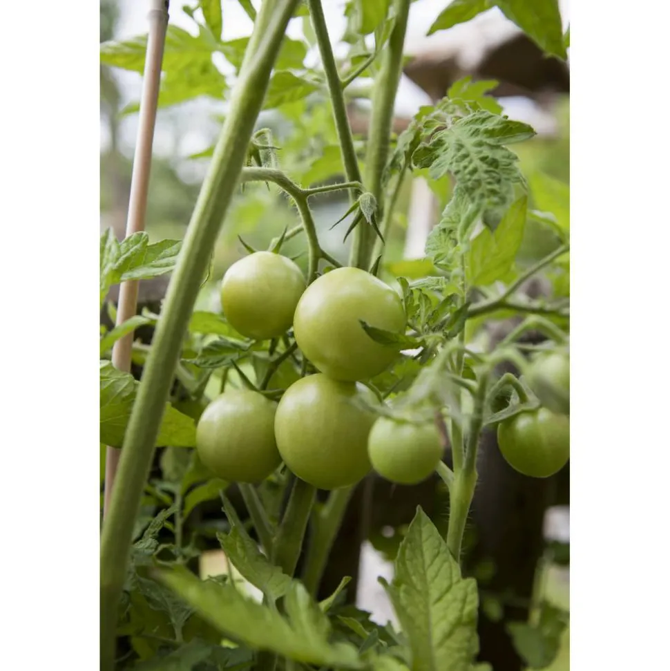 Runde Geschmackstomate 'Campos®' 12 cm Topf, 2er-Set