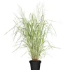 Rutenhirse 'Blue Fountain' 19 cm Topf