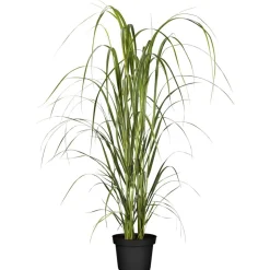 Rutenhirse 'Northwind' 19 cm Topf