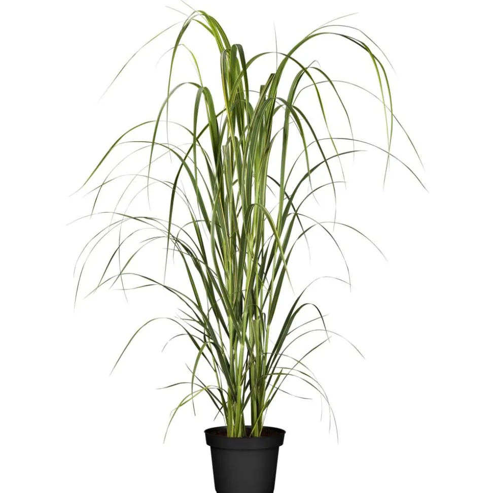 Rutenhirse 'Northwind' 19 cm Topf