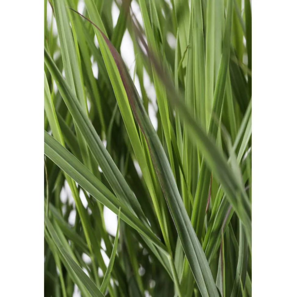Rutenhirse 'Northwind' 19 cm Topf