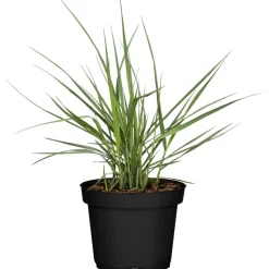 Rutenhirse 'Prairie Sky' 19 cm Topf