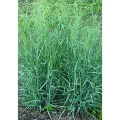 Rutenhirse 'Prairie Sky' 19 cm Topf