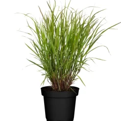 Rutenhirse 'Rehbraun' 19 cm Topf