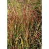 Rutenhirse 'Shenandoah' 19 cm Topf