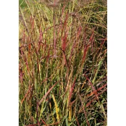 Rutenhirse 'Shenandoah' 19 cm Topf