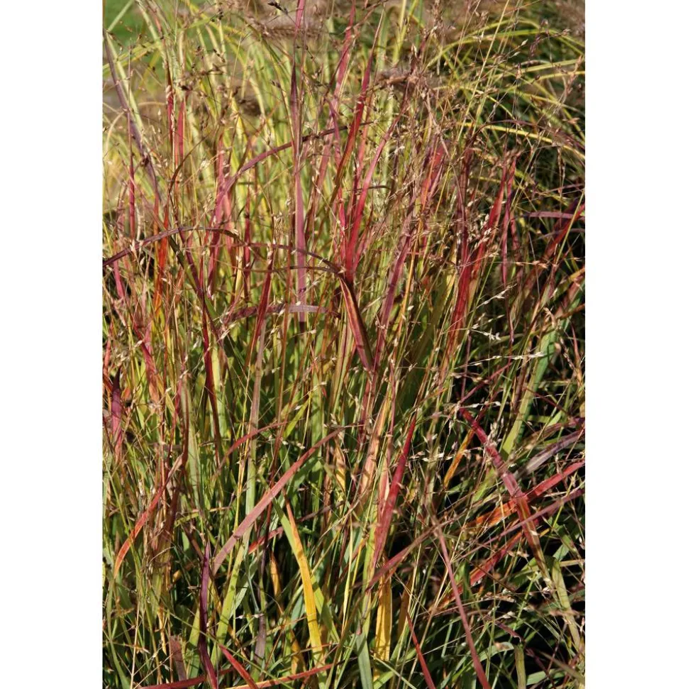Rutenhirse 'Shenandoah' 19 cm Topf