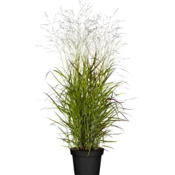 Rutenhirse 'Shenandoah' 19 cm Topf