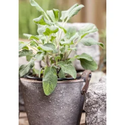 Salbei 14 cm Topf