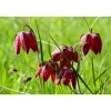 Schachbrettblume