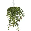 Schamblume verschiedene Sorten 15 cm Ampel