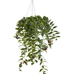 Schamblume verschiedene Sorten 15 cm Ampel