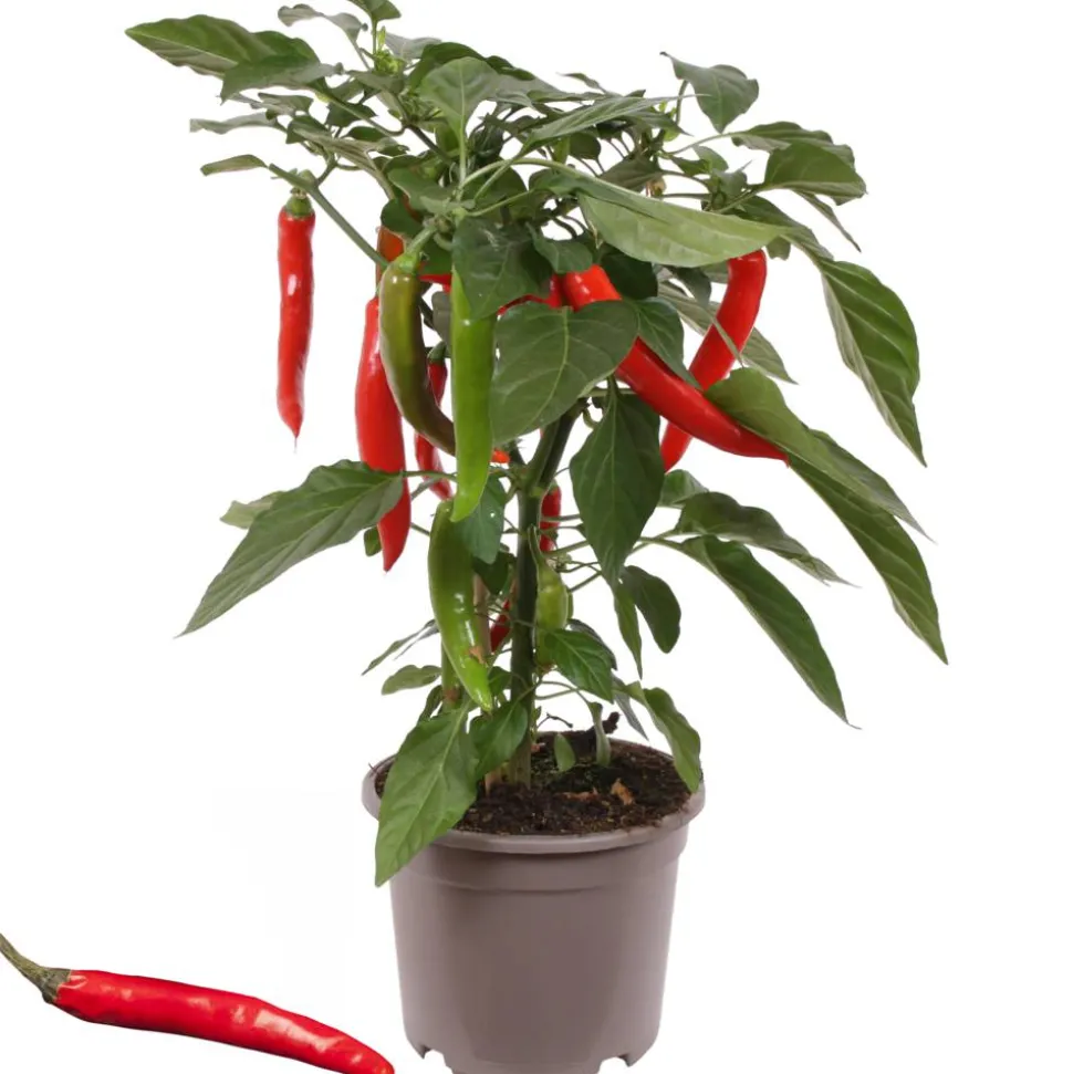 Scharfe Peperoni mit Früchten, rot, 14 cm Topf